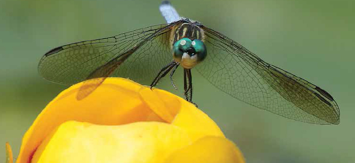 This blue dasher dragonfly rests on a native waterlily called Nuphar japonica, or spatterdock.
