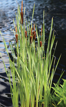 cattails edible pond plants
