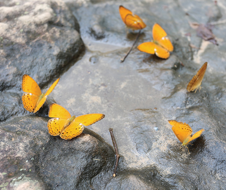 butterflies on the rock