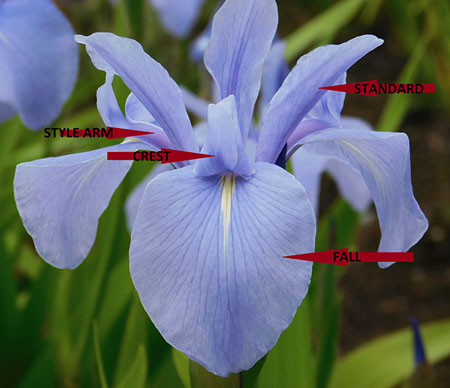 Iris flower parts