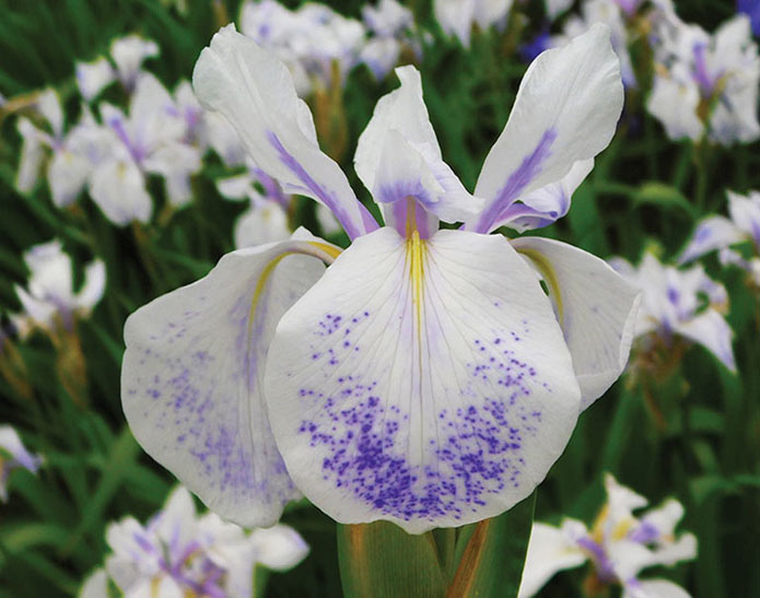Iris laevigata 'Violet Constellation'