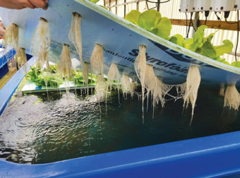 lettuce roots aquaponics