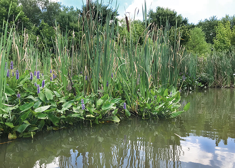 cattail pickerel rush ponds