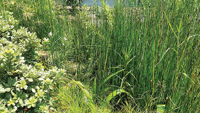 horsetail reed