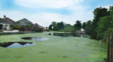 pond algae HOA
