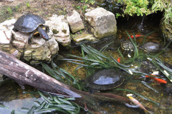 goldfish food pond turtles