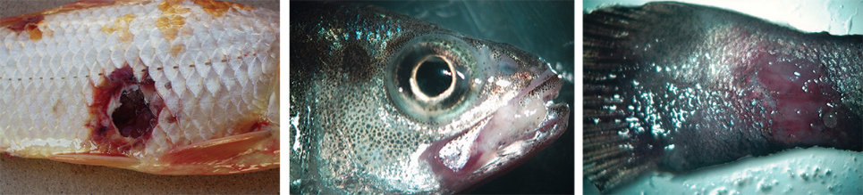 how to tell fish are unwell -fish with lesions