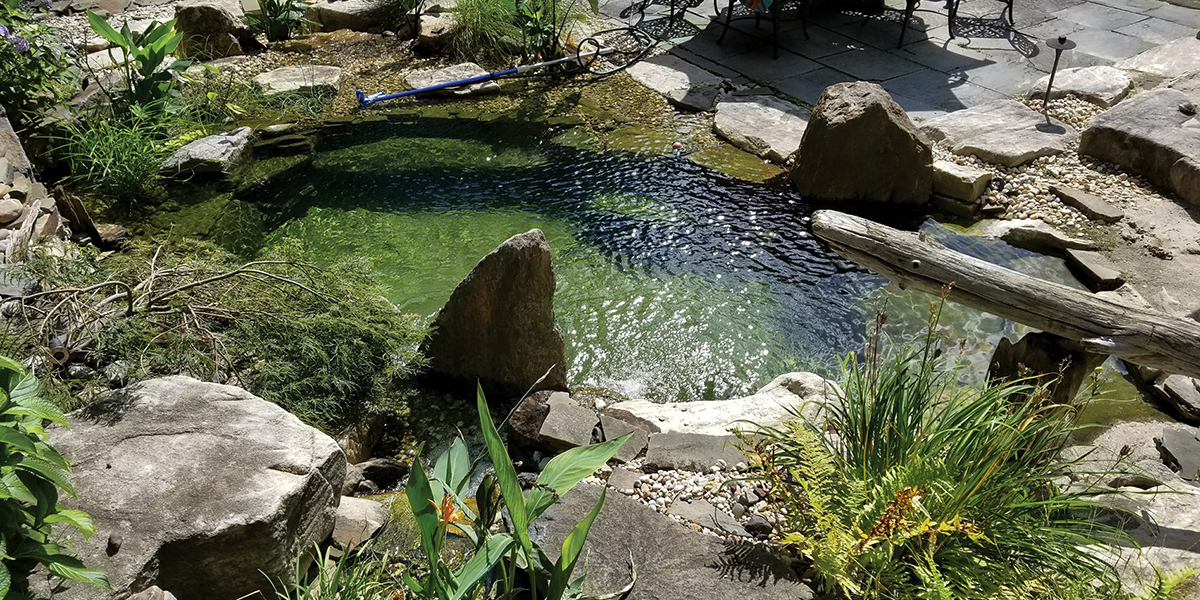 recreational pond water quality