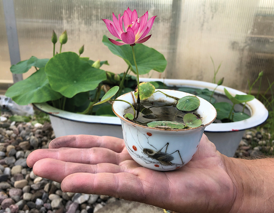 N. Colorful Lantern micro lotus