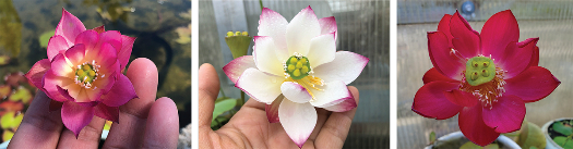 micro lotus varieties