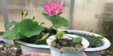 micro lotus in teacup