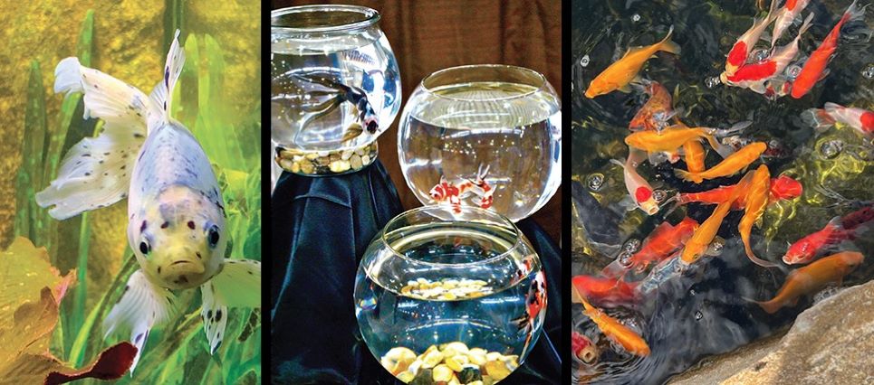 Goldfish in aquariums, a bowl and a pond