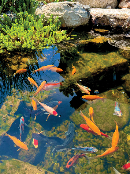 Mixed-variety swimming in pond