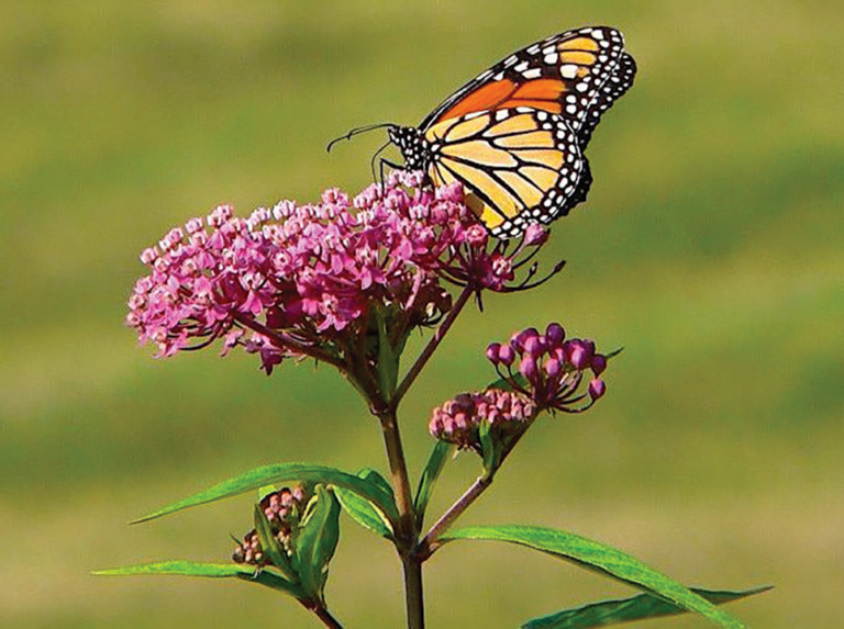 How to Attract Pollinators to Your Water Garden - POND Trade Magazine