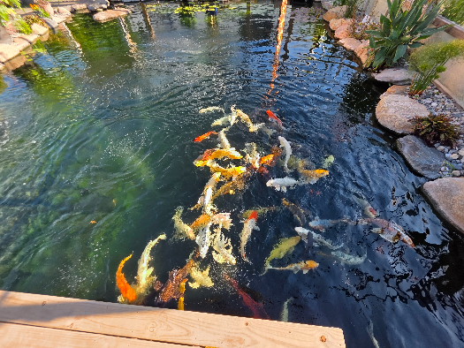 Koi feeding time