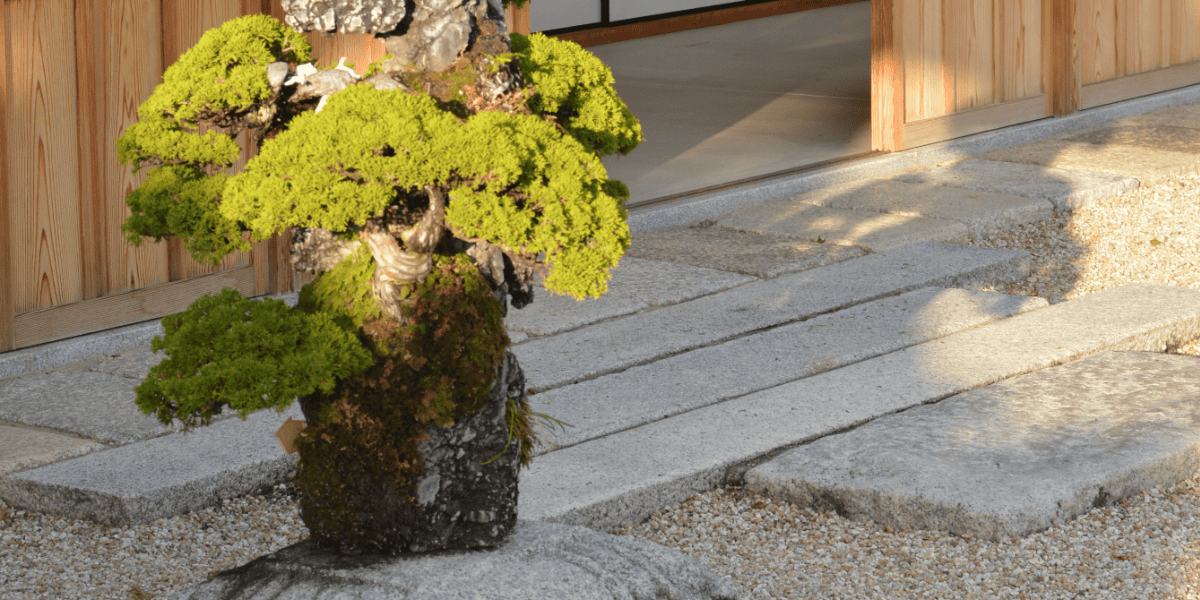Bonsai & Koi: A Perfect Partnership for Pond Enthusiasts - POND Trade  Magazine