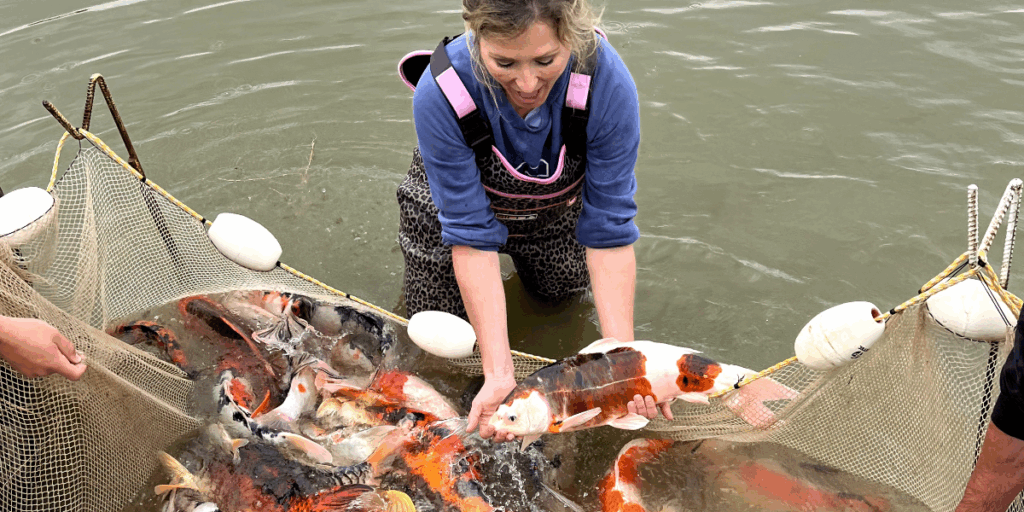 Fall Harvest of Koi