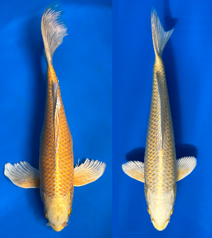 Comparison of butterfly koi and standard-fin koi