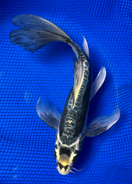 Kumonryu butterfly koi