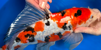 butterfly koi characteristics
