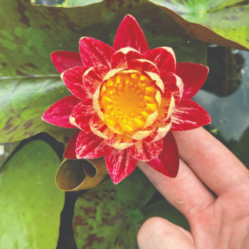 Nymphaea ‘Phoenixes
