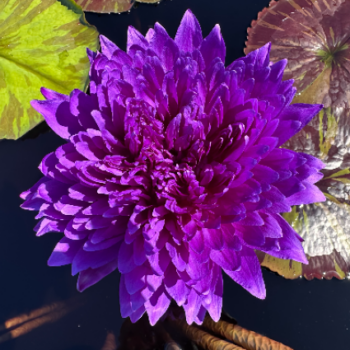 Nymphaea ‘Lucky Baby’ by Manut Aree (Thailand)