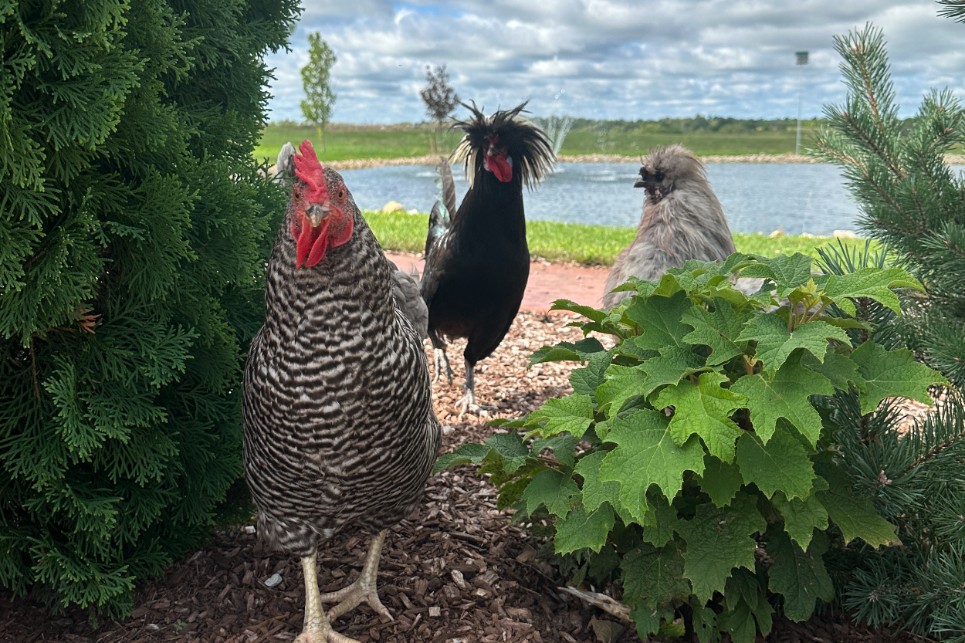 chickens