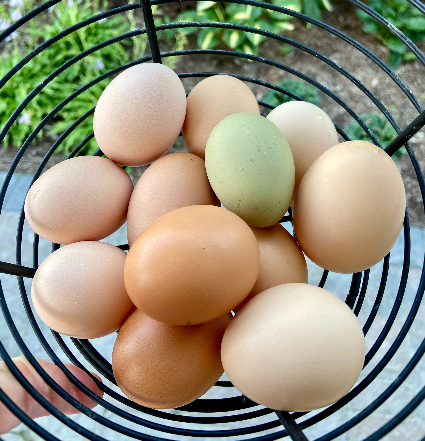 eggs to ecosystems