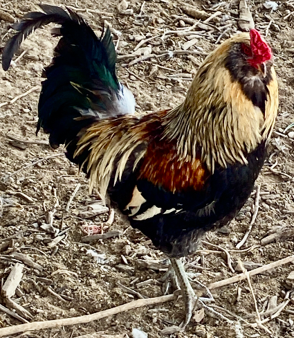 Rooster at Kloubec Koi Farm