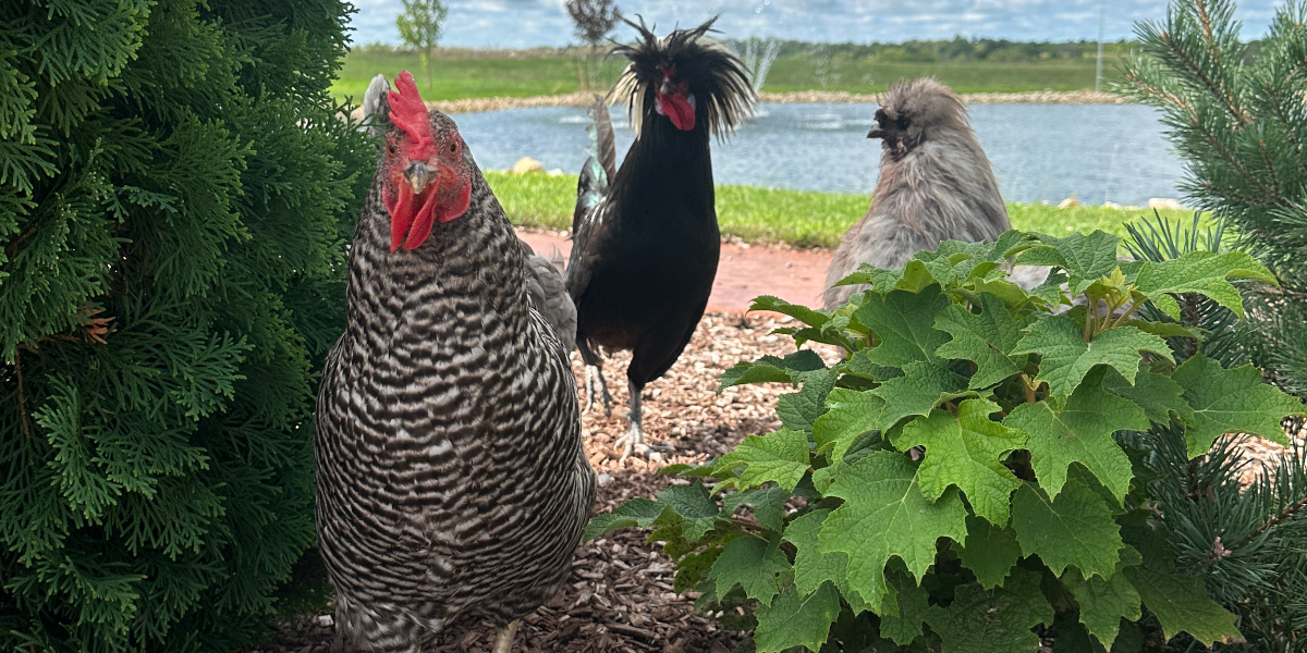 Chickens