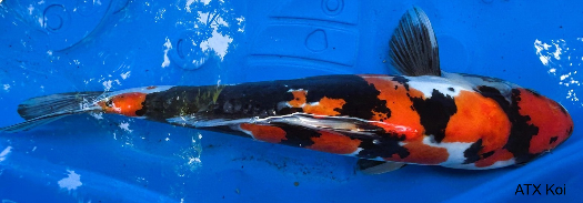 Koi fish color