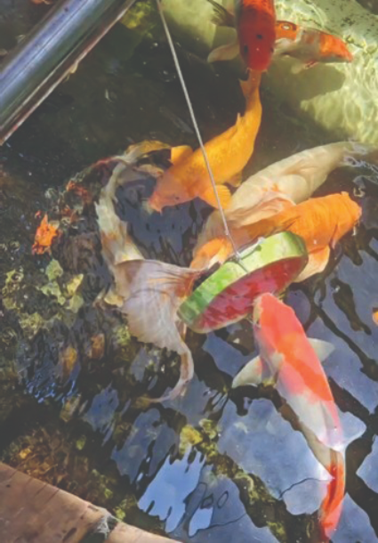 koi feeding