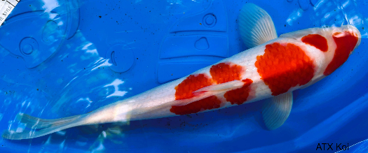 koi fish white and orange