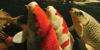 koi nutrition 2