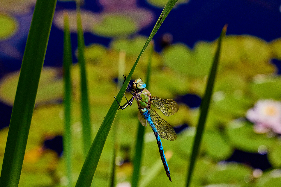 dragonfly