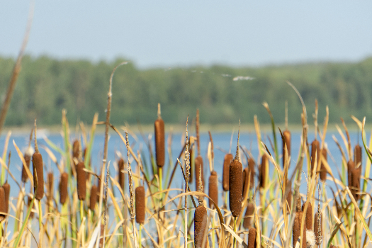 Cattail