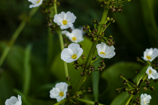 Arrow head plant 