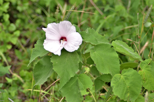 White Water Hibiscus