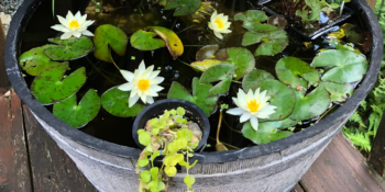 Tub Ponds