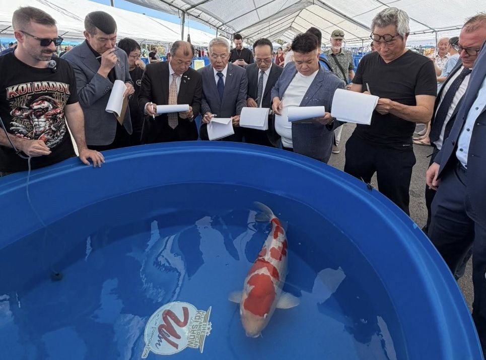 Judging the All American Koi Contest