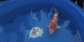 2026 All American Koi Show