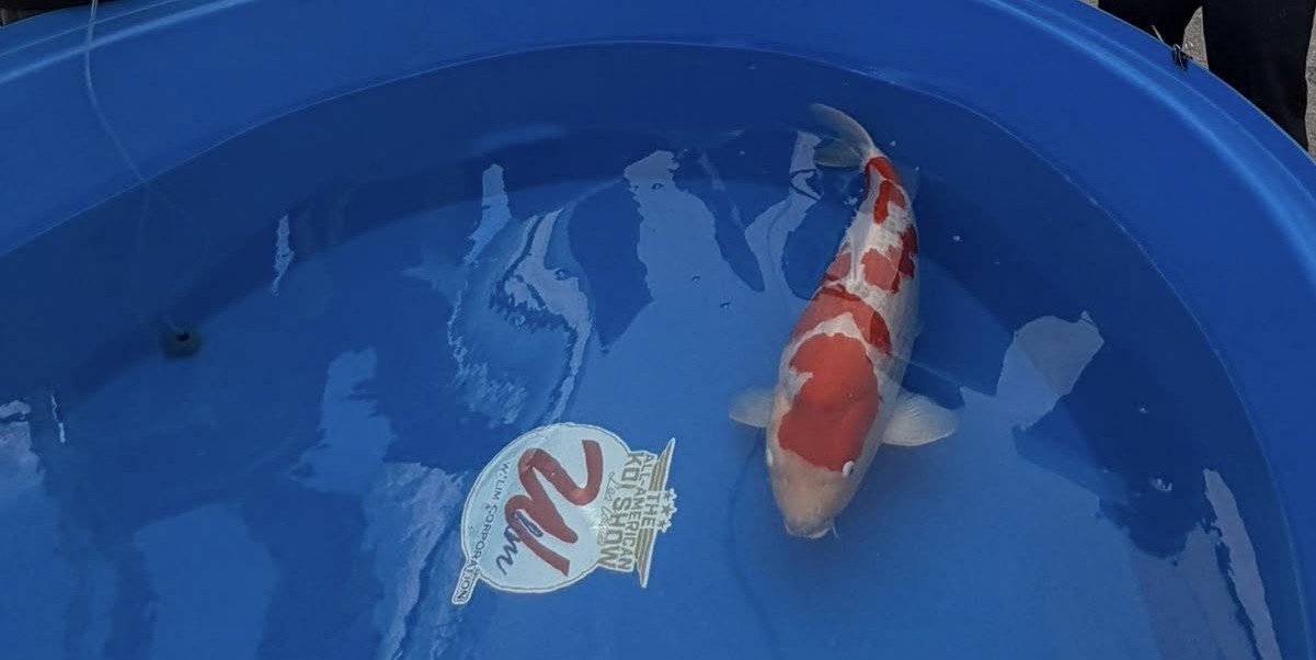 2026 All American Koi Show