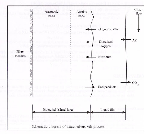 Process dynamics of diffusion and biological activity in a biofilm.
