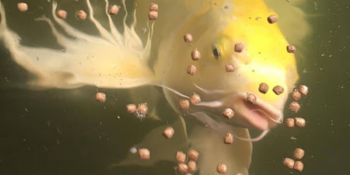 Biofilms graphic