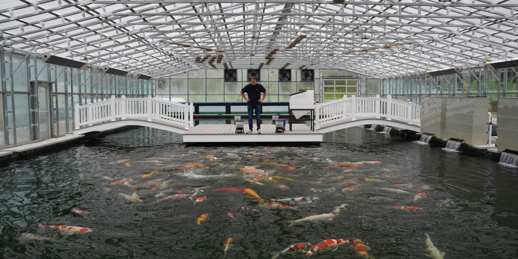 Koi collection