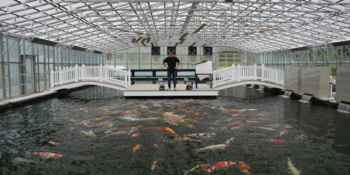 Koi collection