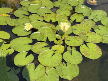 Waterlilies at Gary V pond