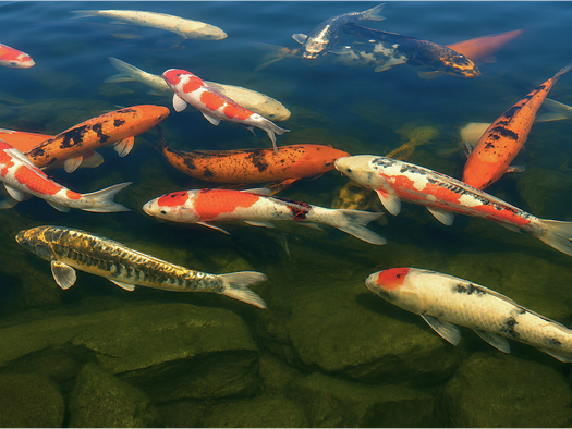 Koi from Fitz's Fish Ponds