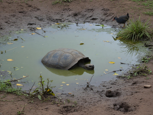 Galapagos tortoise in freshwater pool
