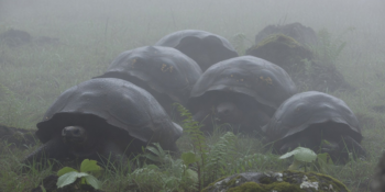 galapagos tortoise